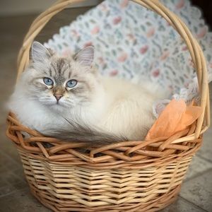 Meet your Posher, Debbie